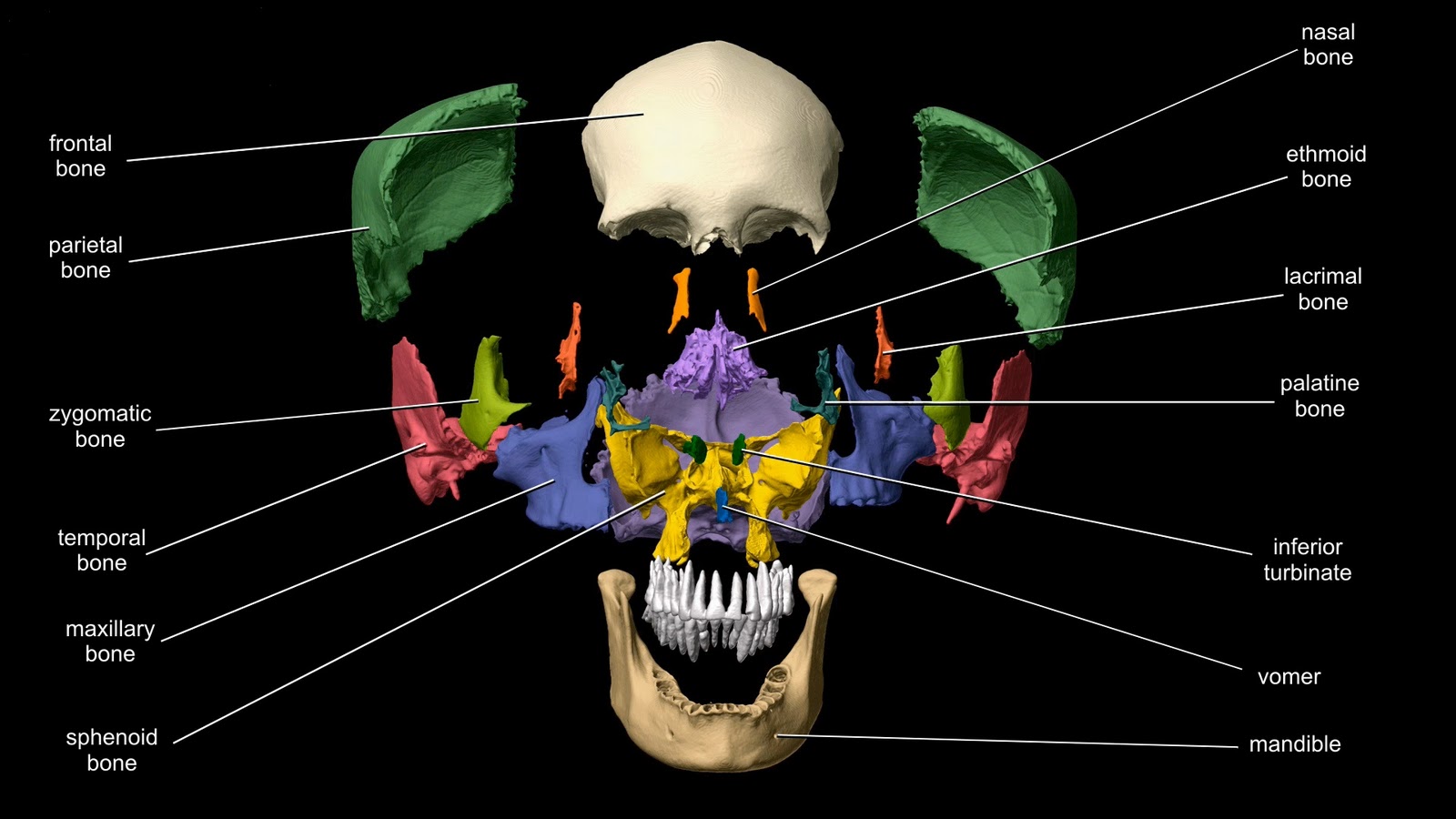 Кости черепа анатомия 3д
